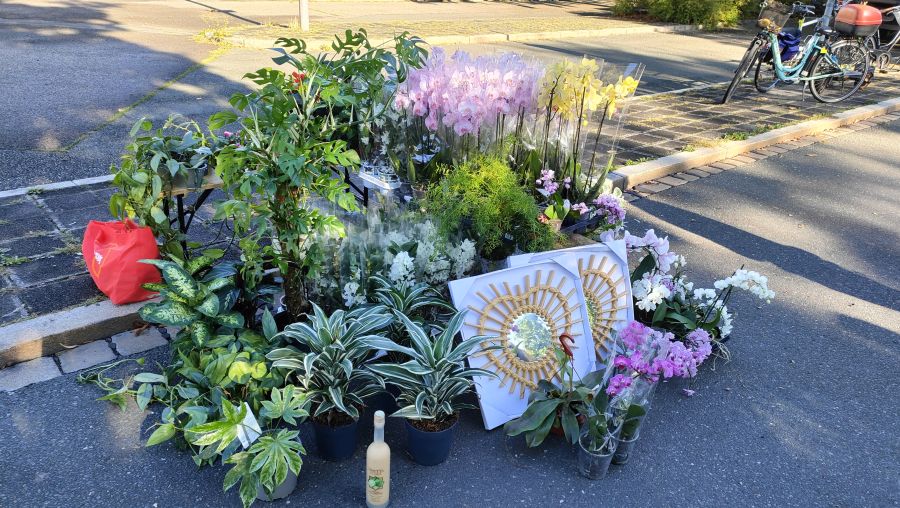 Pflanzen auf dem Flohmarkt
