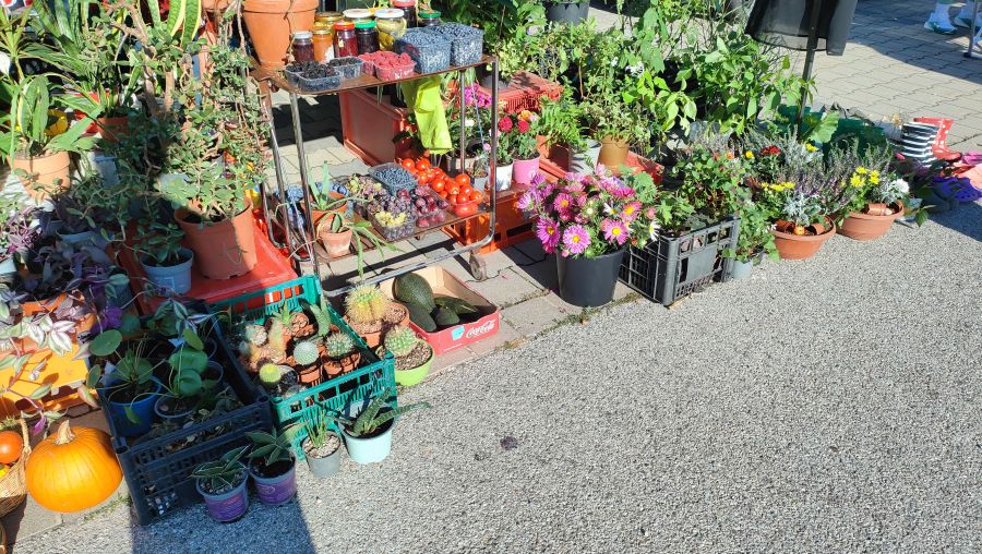 Pflanzen- und Erzeugerstand auf dem Flohmarkt: Topfpflanzen, Kakteen, Sukkulenten, Herbstblumen, Kuerbisse sowie Glaeser mit Eingemachtem und Schalen mit Beeren und Tomaten in Kisten auf dem Pflaster.